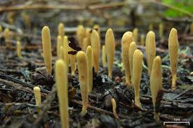 Attēlu rezultāti vaicājumam “Clavariadelphus ligula”