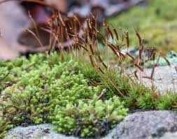 Attēlu rezultāti vaicājumam “Hedwigia ciliata”