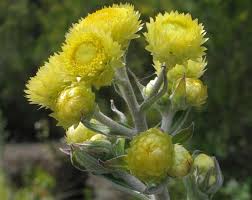 Image result for Helichrysum foetidum