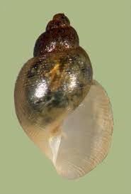 Attēlu rezultāti vaicājumam “Lymnaeidae”