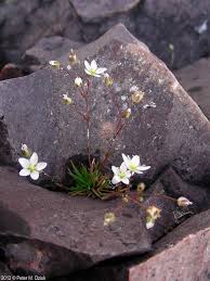 Attēlu rezultāti vaicājumam “Sagina nodosa”