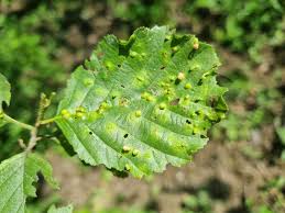 Attēlu rezultāti vaicājumam “Eriophyes laevis”