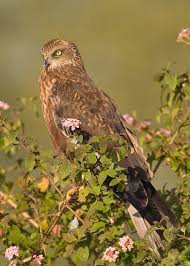 Image result for Wee County Harriers