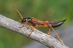 Attēlu rezultāti vaicājumam “Necydalis major”