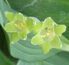 Attēlu rezultāti vaicājumam “Polygonatum odoratum bud”