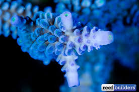 Image result for Sapphire Acro