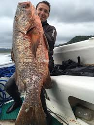 Image result for Lutjanus novemfasciatus