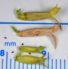 Attēlu rezultāti vaicājumam “Trioza dispar nymph”