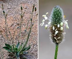 Attēlu rezultāti vaicājumam “Plantago lanceolata flower”
