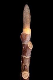 Attēlu rezultāti vaicājumam “Liriodendron tulipifera bud”