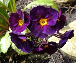 Attēlu rezultāti vaicājumam “Primula x polyantha flower”