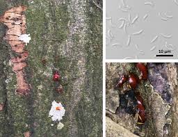 Attēlu rezultāti vaicājumam “Anthostoma decipiens”