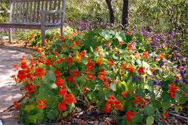 Image result for Tropaeolum majus