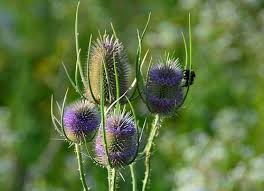 Image result for Dipsacus pilosus
