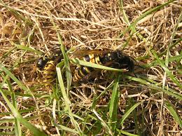 Attēlu rezultāti vaicājumam “Vespula rufa”