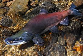 Image result for Oncorhynchus nerka