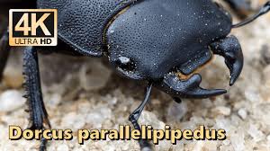Attēlu rezultāti vaicājumam “Dorcus parallelopipedus”