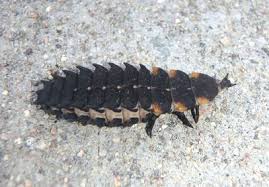 Attēlu rezultāti vaicājumam “Lygistopterus sanguineus larva”