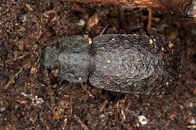 Attēlu rezultāti vaicājumam “Bolitophagus reticulatus larva”