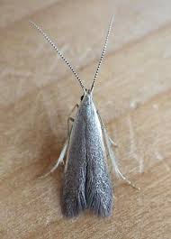 Attēlu rezultāti vaicājumam “Coleophoridae”