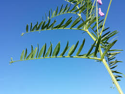 Attēlu rezultāti vaicājumam “Vicia tenuifolia”