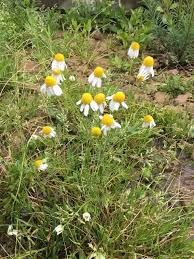 Image result for Matricaria recutita (chamomilla)