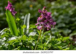 Attēlu rezultāti vaicājumam “Corydalis cava leaf”