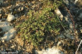 Attēlu rezultāti vaicājumam “Potentilla arenaria”