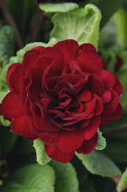 Attēlu rezultāti vaicājumam “Primula veris var. rubra flower”