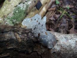 Attēlu rezultāti vaicājumam “Myxarium nucleatum”