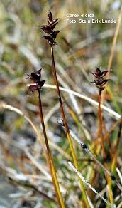 Attēlu rezultāti vaicājumam “Carex dioica”