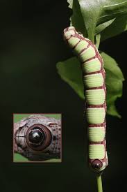 Attēlu rezultāti vaicājumam “Sphinx pinastri larva”