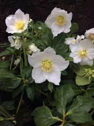 Attēlu rezultāti vaicājumam “Helleborus niger”