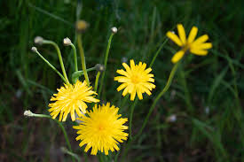 Attēlu rezultāti vaicājumam “Hypochaeris radicata leaf”