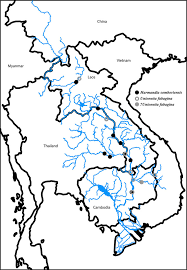 Attēlu rezultāti vaicājumam “Harmandia”