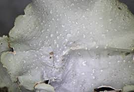 Attēlu rezultāti vaicājumam “Cetrelia sp.”