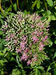 Attēlu rezultāti vaicājumam “Hylotelephium maximum leaf”