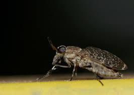 Attēlu rezultāti vaicājumam “Haematopota sp.”