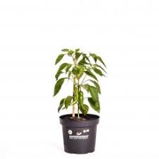 Afbeeldingsresultaat voor numex sandia hot pepper