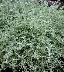 Image result for Helichrysum lindleyii