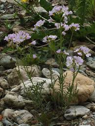 Attēlu rezultāti vaicājumam “Cardamine pratensis”