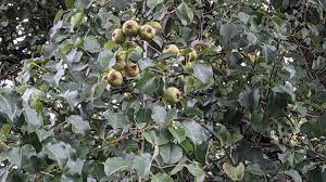 Attēlu rezultāti vaicājumam “Pyrus pyraster fruit”
