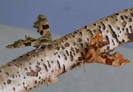 Attēlu rezultāti vaicājumam “Mimas tiliae”