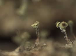 Attēlu rezultāti vaicājumam “Chaenotheca phaeocephala”