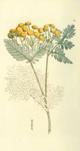 Image result for Tanacetum vulgare