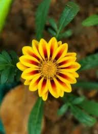 Image result for Gazanien