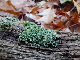 Attēlu rezultāti vaicājumam “Cladonia coniocraea”