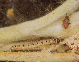 Attēlu rezultāti vaicājumam “Yponomeuta evonymella larva”