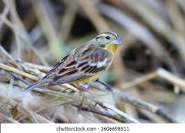 Image result for Emberiza aureola