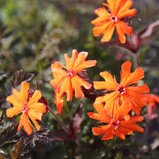 Attēlu rezultāti vaicājumam “Silene x arkwrightii Vesuvius flower”